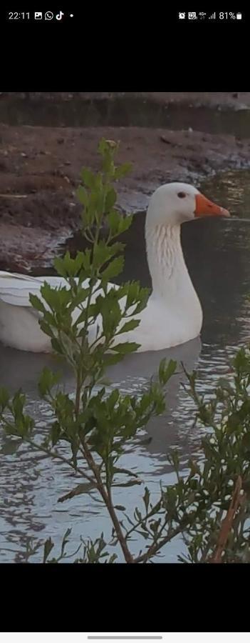 Rio Los Patos Barreal Kültér fotó
