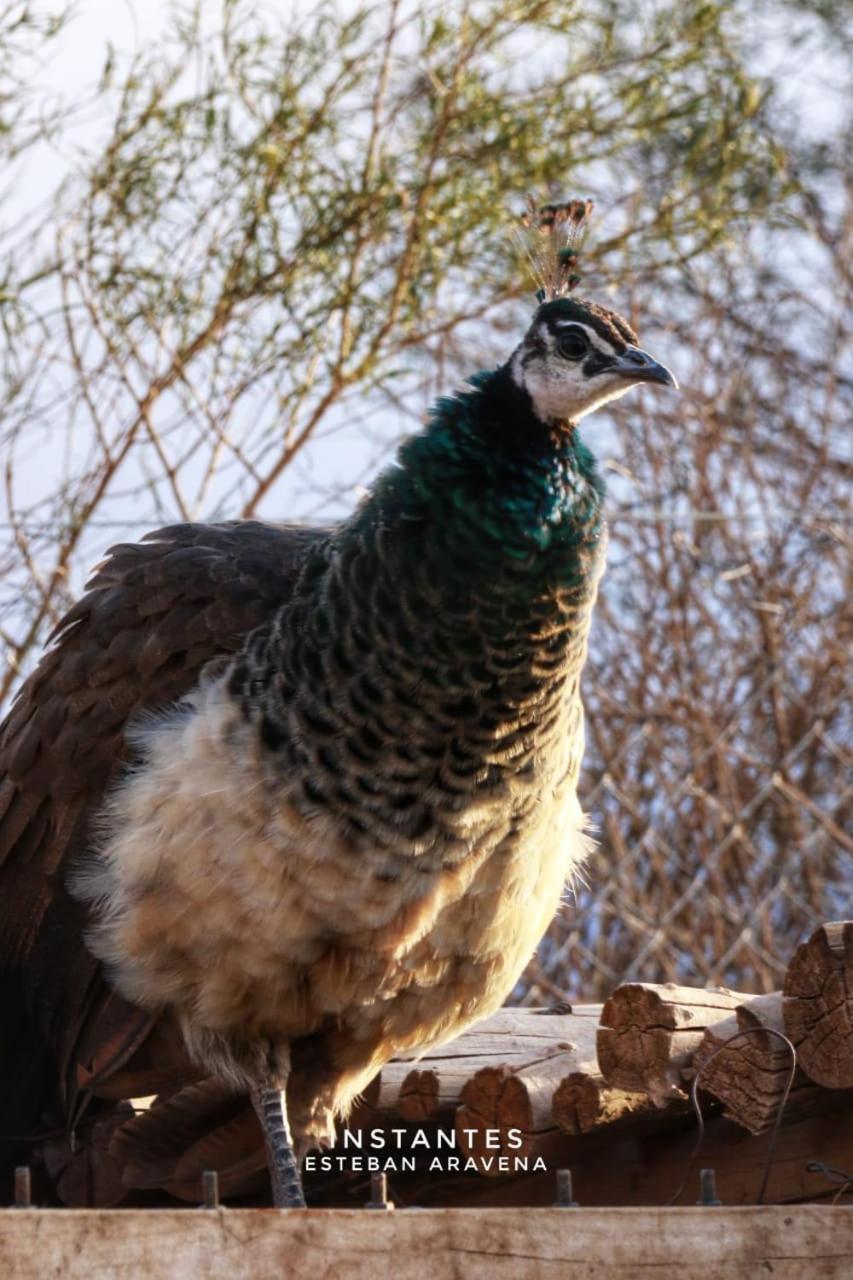 Rio Los Patos Barreal Kültér fotó