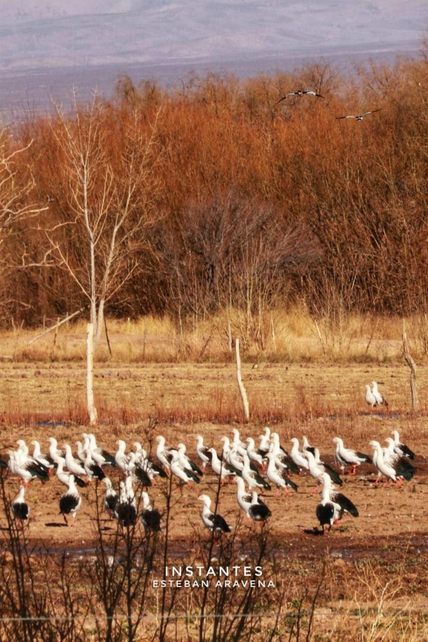 Rio Los Patos Barreal Kültér fotó