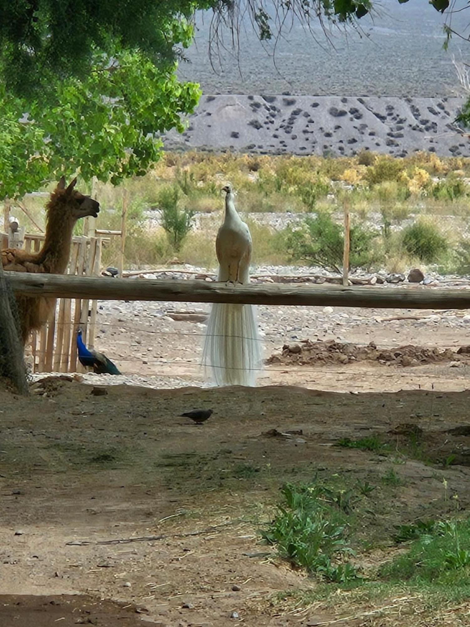 Rio Los Patos Barreal Kültér fotó